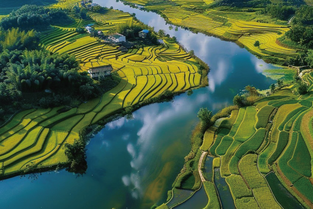 Rice feeds billions of people – but its role in fueling climate change is growing