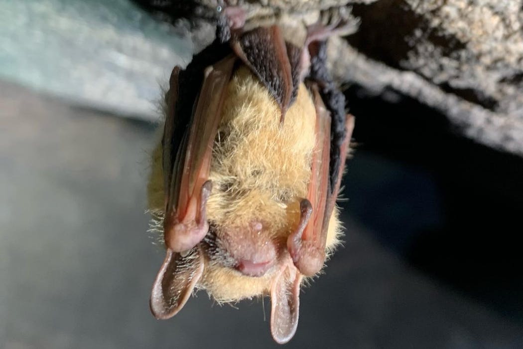 How much is a bat worth? Protecting these tiny insect-eaters isn’t just good for farms – their deaths cost taxpayers and the wider economy