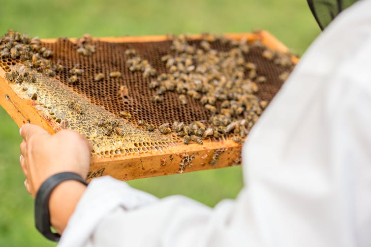 Shutting down federal bee labs threatens bees, beekeepers and the US food system