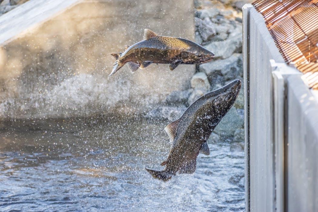 California’s salmon fishery is reopening after a population crash and 3-year closure, but that doesn’t mean all is well