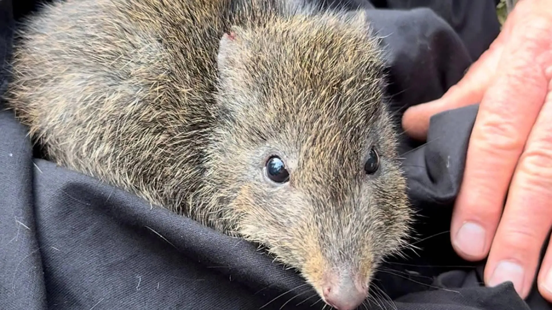 Scientists use DNA from poop to save the world’s rarest marsupial
