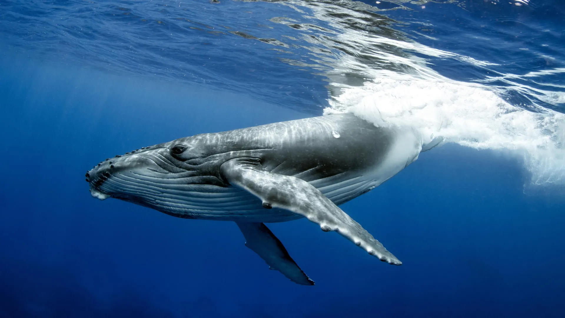 Humpback whale breaks migration record with 15,000 kilometer ocean journey