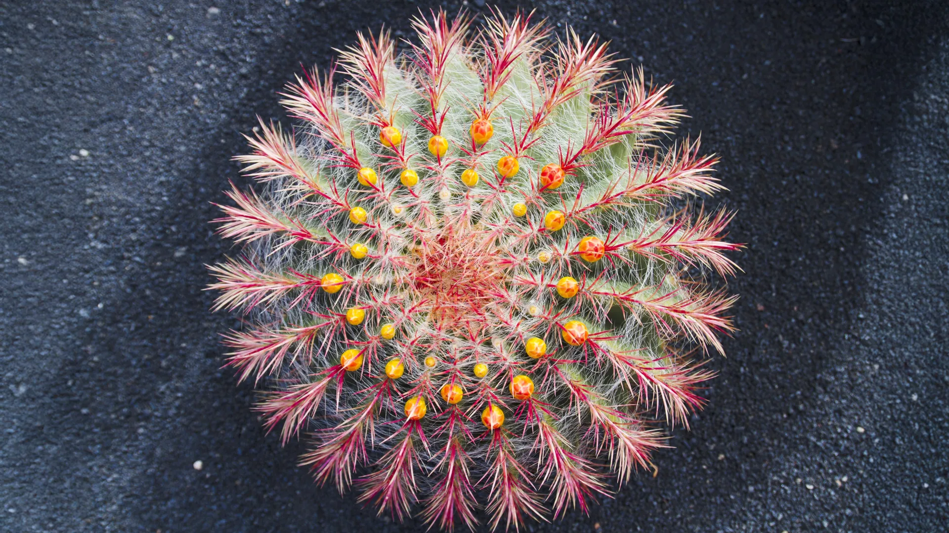 Cacti are evolving shockingly fast and scientists just learned why