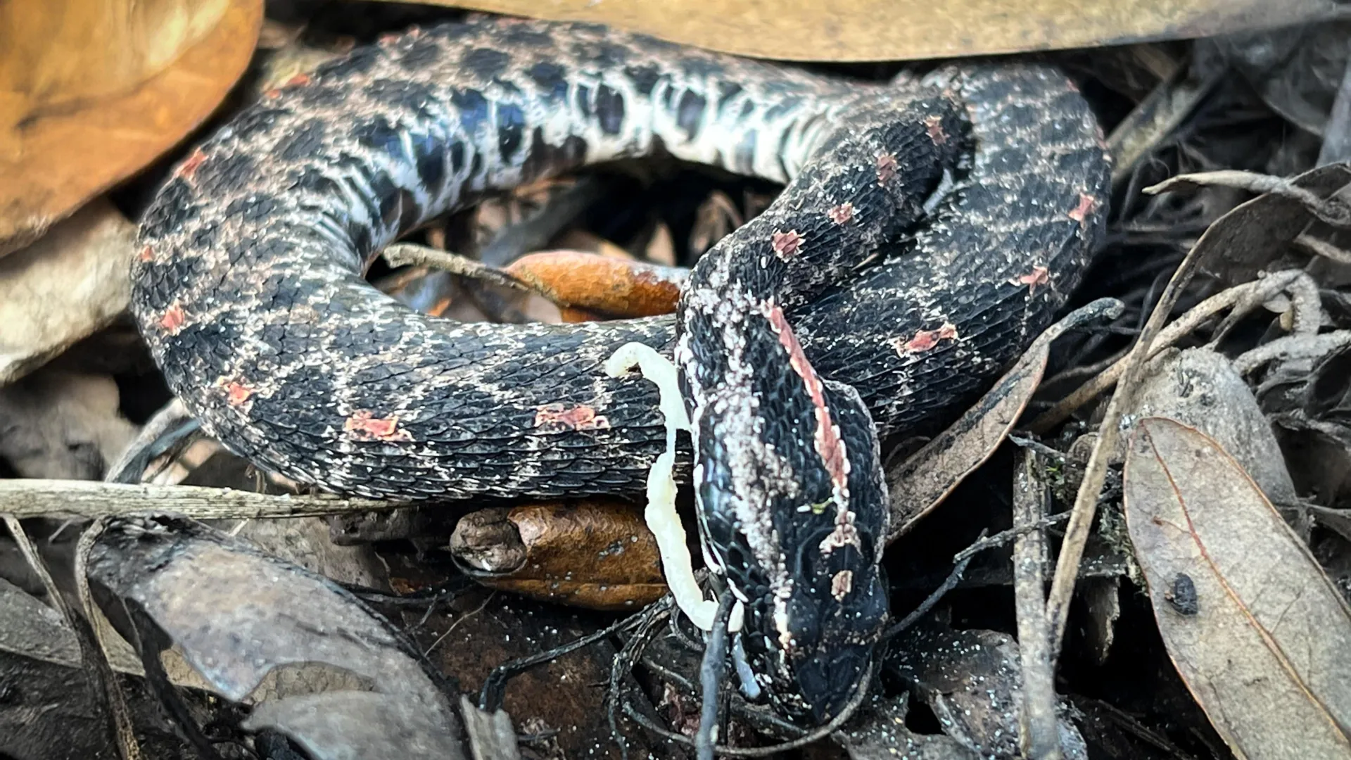 Deadly fungus and lung parasites are hammering wild rattlesnakes