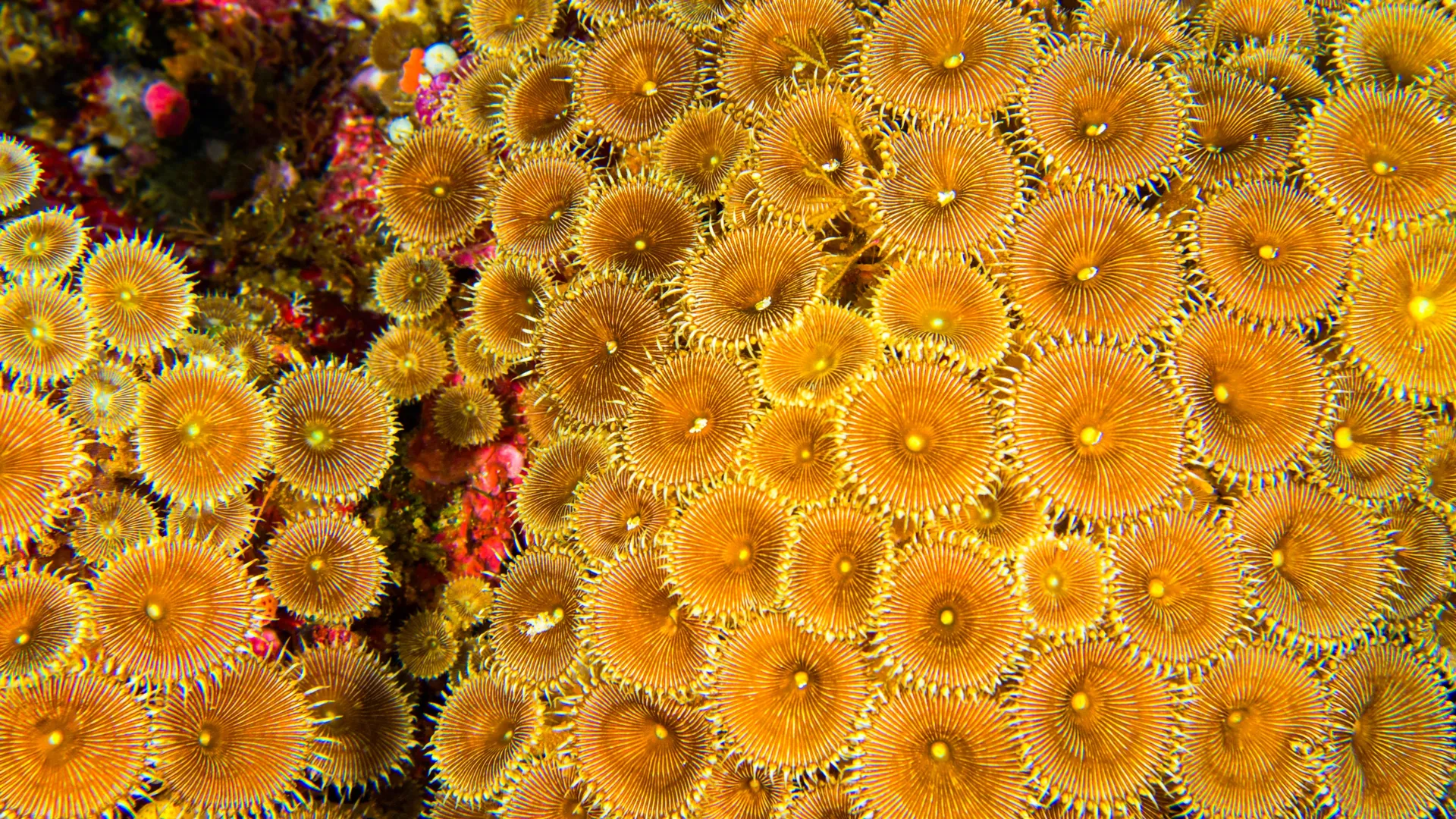 What scientists found inside coral reefs could change the future of medicine