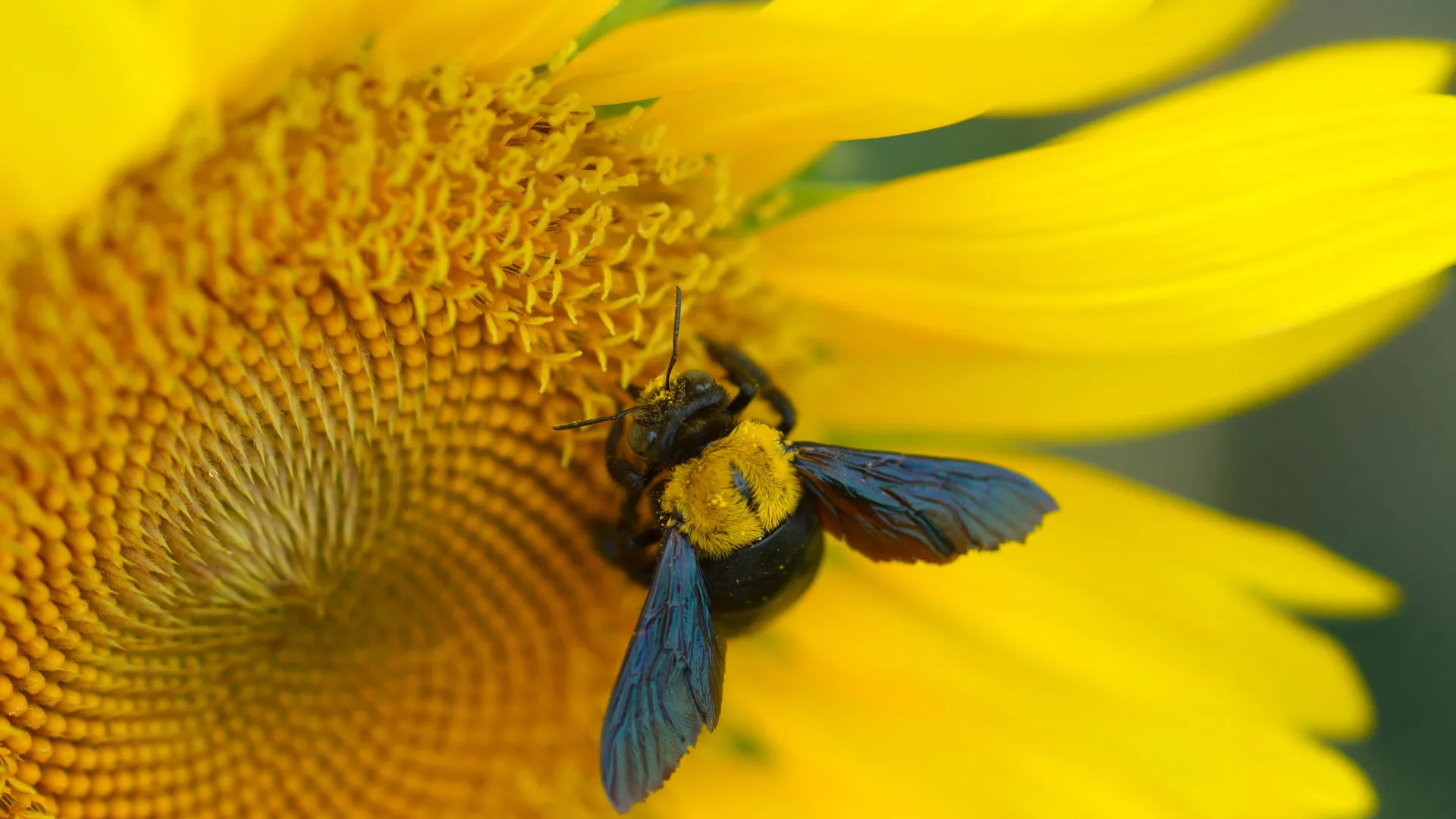 These bees have nowhere to hide from extreme heat