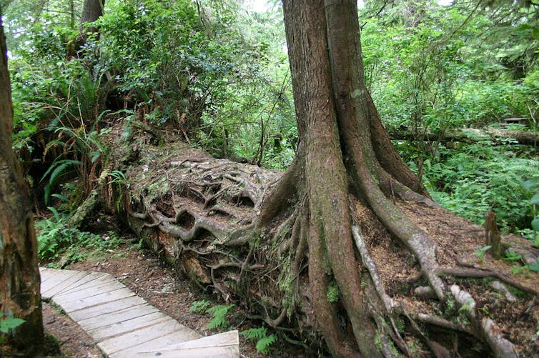 Life after death: From burned trees to bleached corals, how dead organisms live on as the building blocks of new life