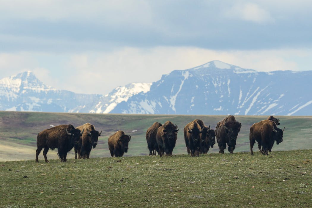 Bison restoration efforts and grazing rights hinge on one question: Are bison wildlife?