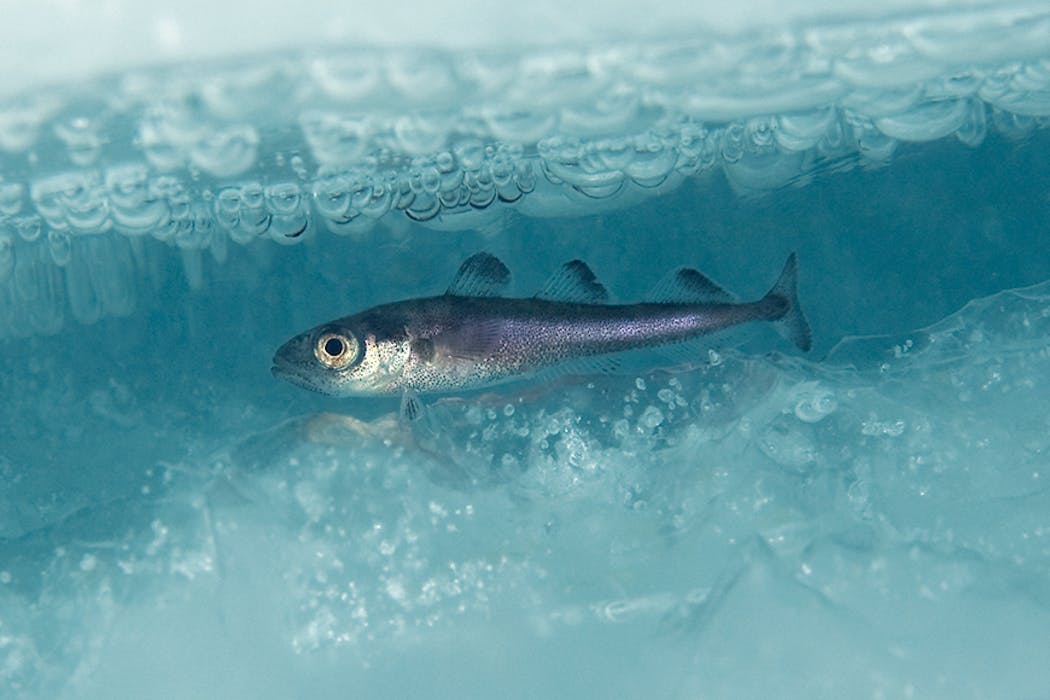 This successful Arctic fishing treaty has kept Russia, China, the US and others working together for 5 years – it could be a model for future diplomacy