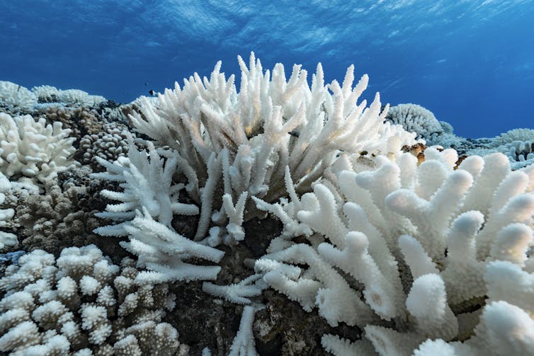 El Niño is back, and ocean temperatures are already near record highs – that can spell disaster for fish and corals