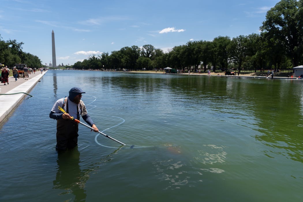 When your local reflecting pool or pond turns green with algae, don’t reach for chemicals – nature has better solutions