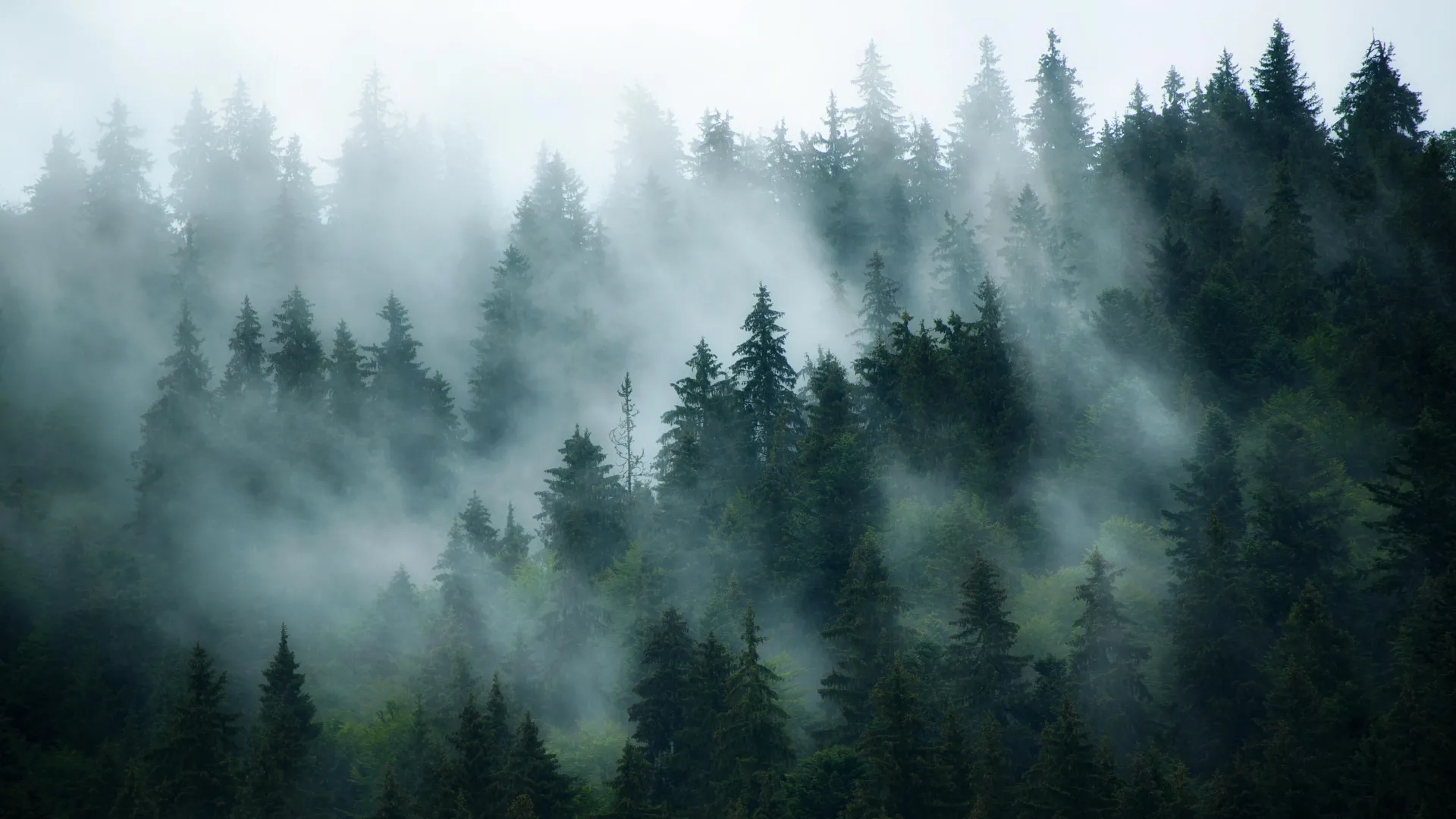 A hidden pollutant is changing how the world’s forests breathe