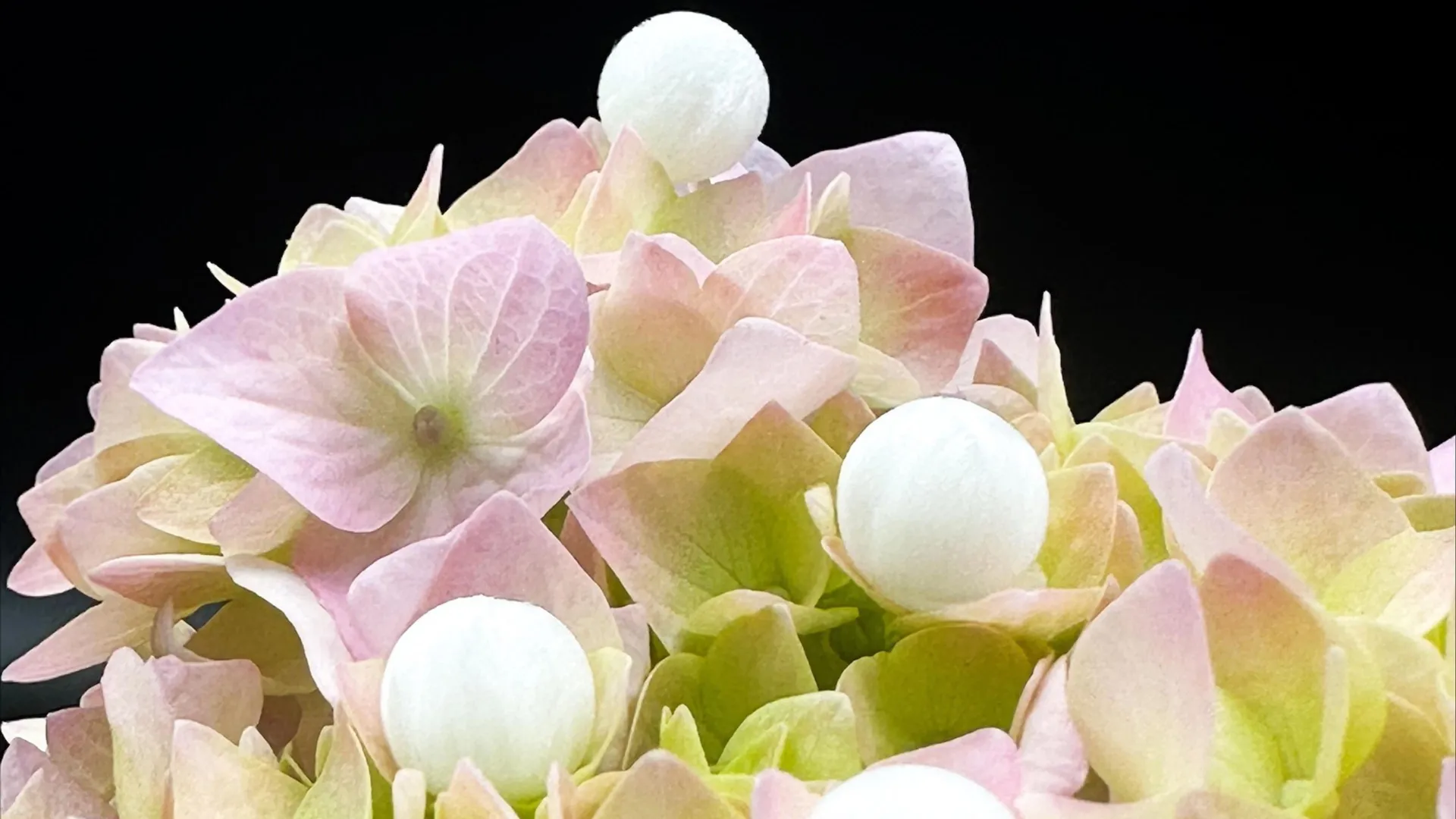 Scientists turn tofu and cheese waste into tiny CO2-catching beads