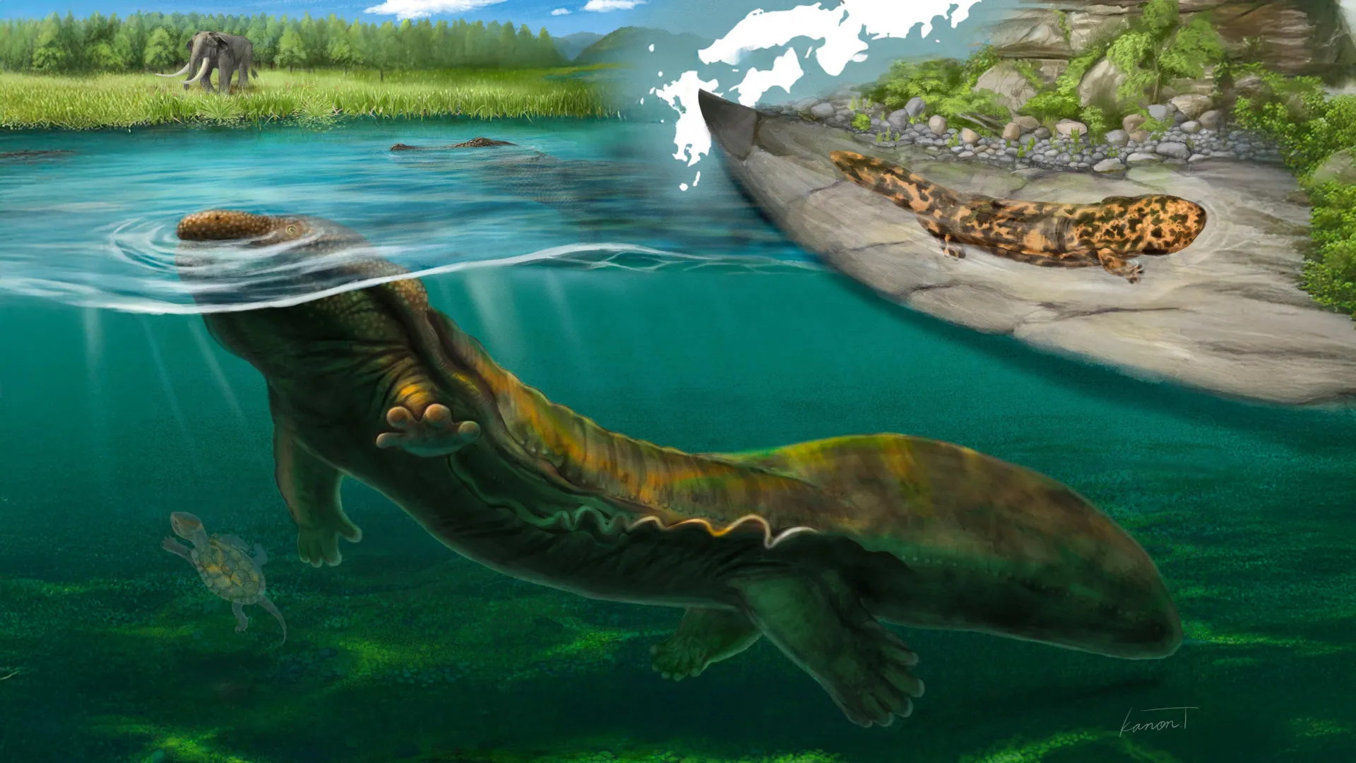 New giant salamander species discovered in 3.5-million-year-old fossils