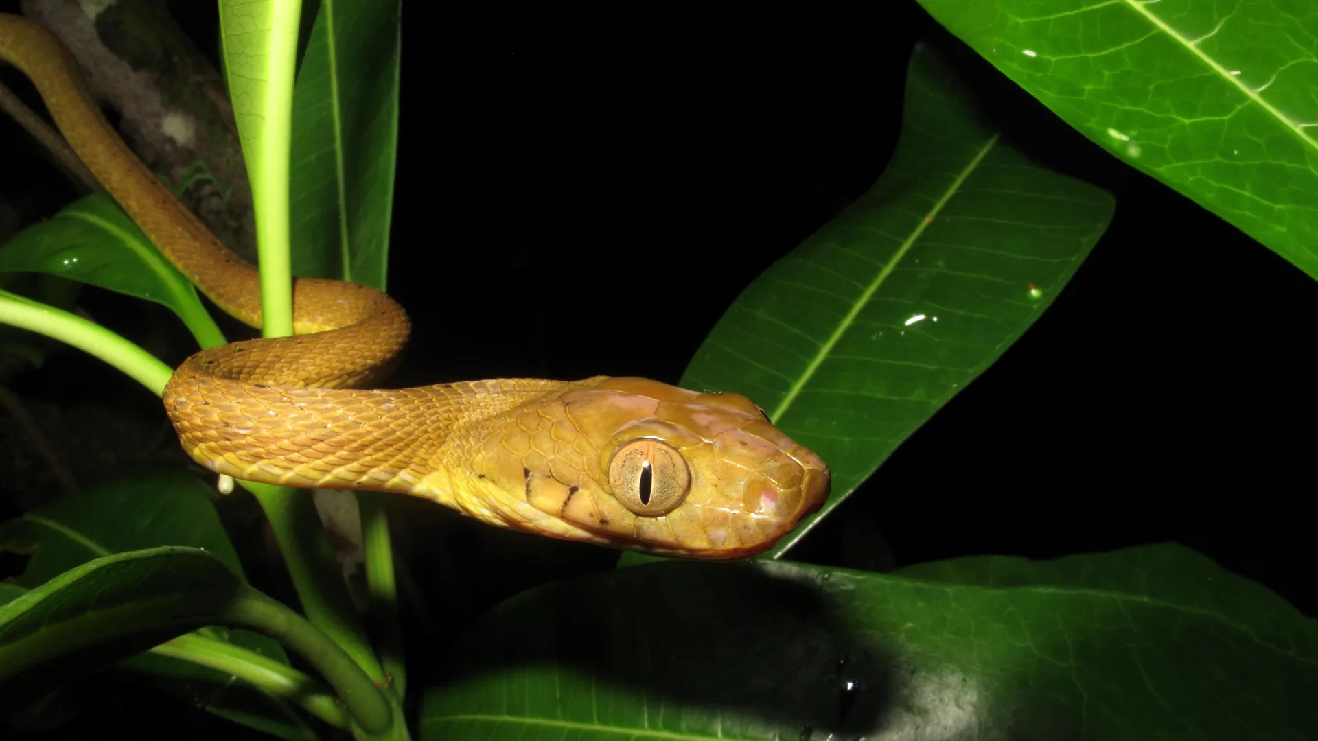 Hidden genetic diversity helped inbred brown tree snakes conquer guam