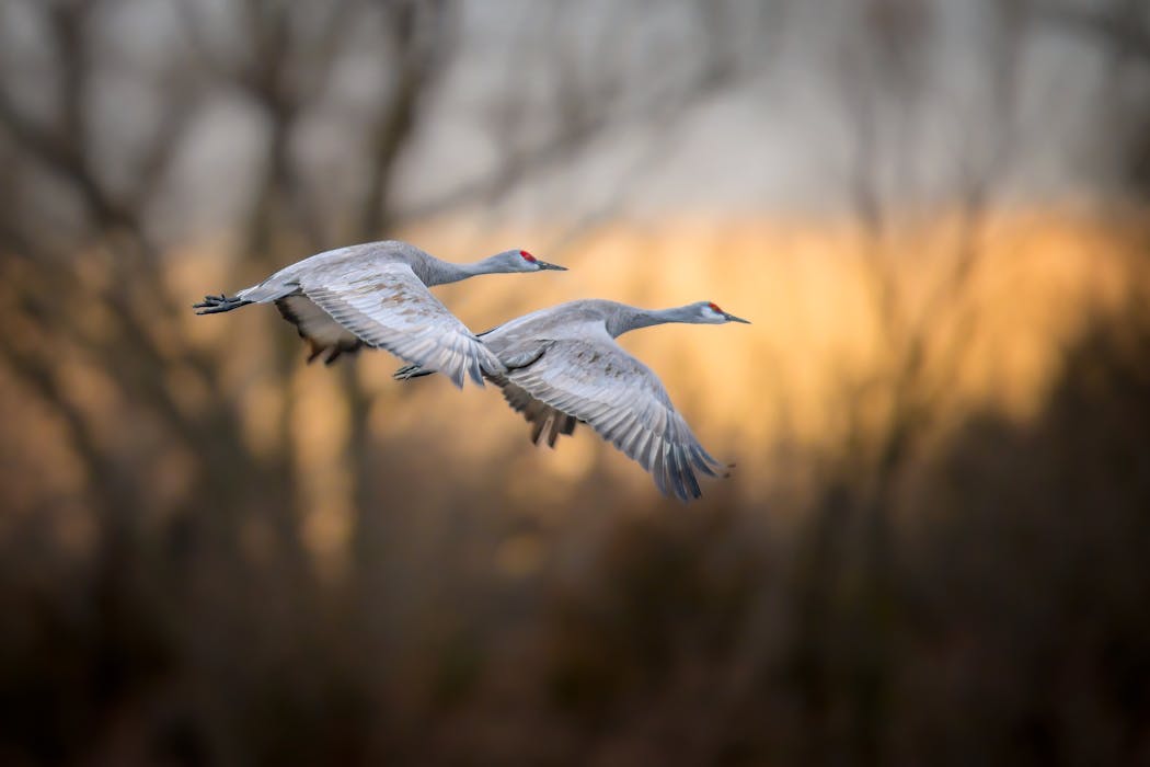 Climate change means an earlier spring, which can be disorienting and threatening for migrating birds