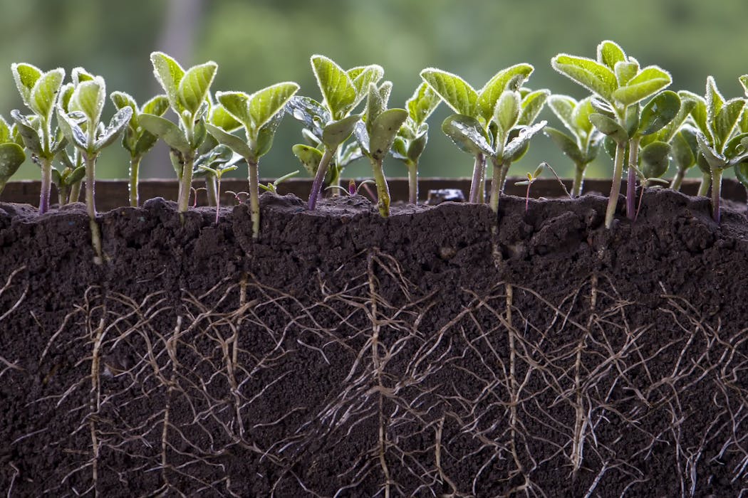 Fertilizers carry a hidden cost for soil’s crucial microbes – using less as prices rise might pay off for farms in unexpected ways