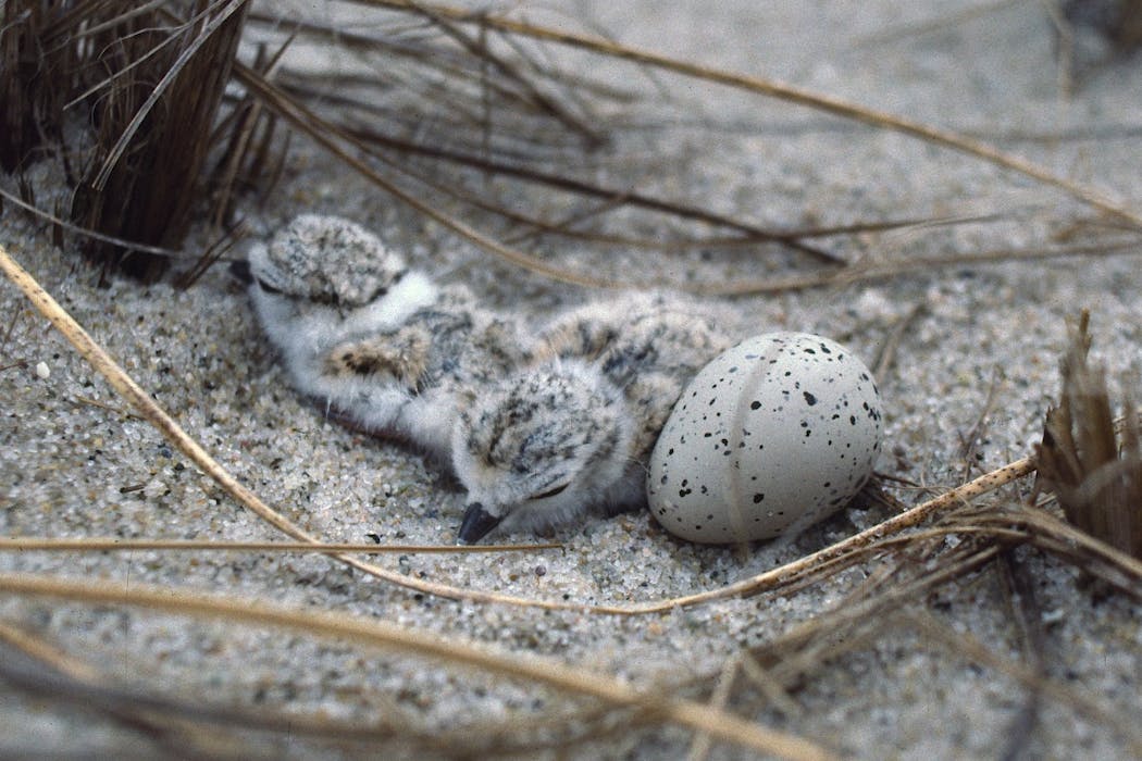 Why Trump’s move to gut the Endangered Species Act likely won’t hold up in court