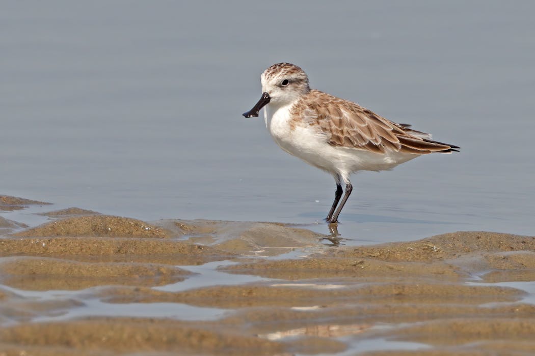 More than half of Earth’s migratory bird species are declining – here’s how we can still save them