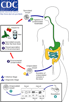 Cyclosporiasis sickens some people worse – why your diarrhea could be more explosive than others