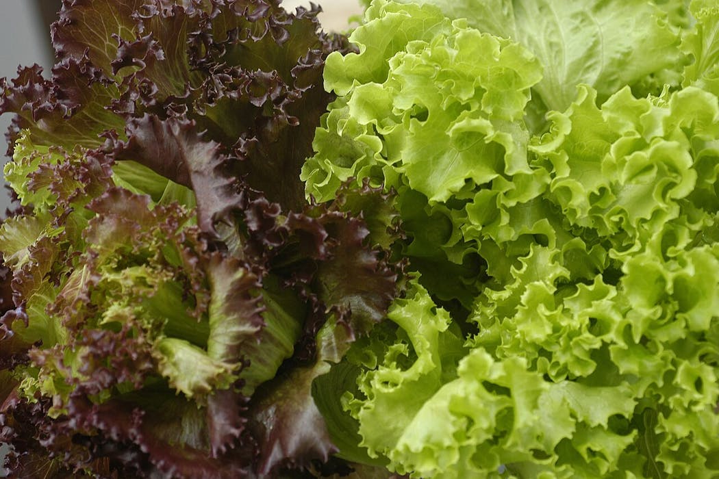 Should you wash your prewashed lettuce? An infectious disease expert explains how to eat your greens safely during the cyclospora outbreak