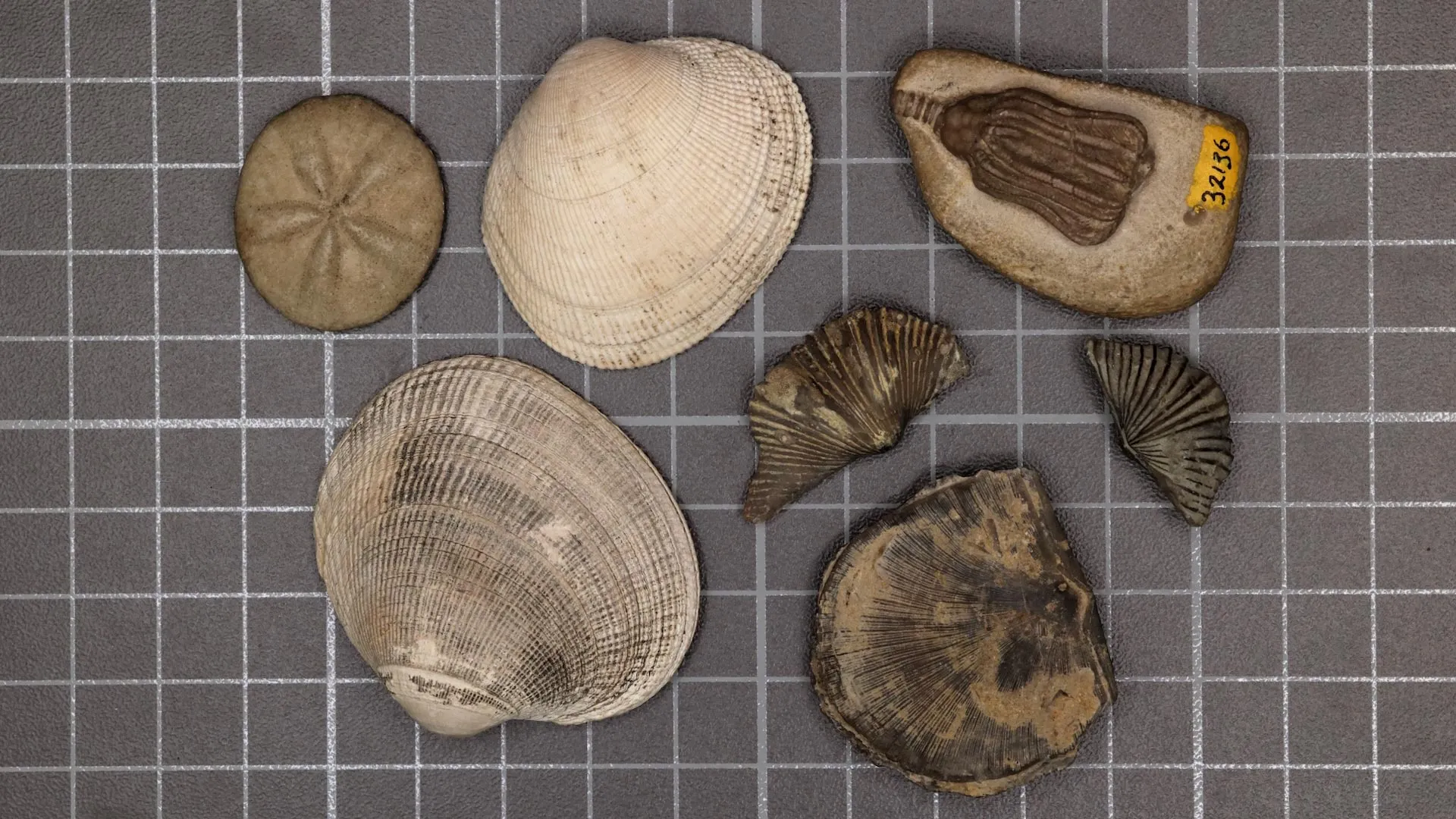 Scientists finally solved the mystery of Earth’s greatest mass extinction