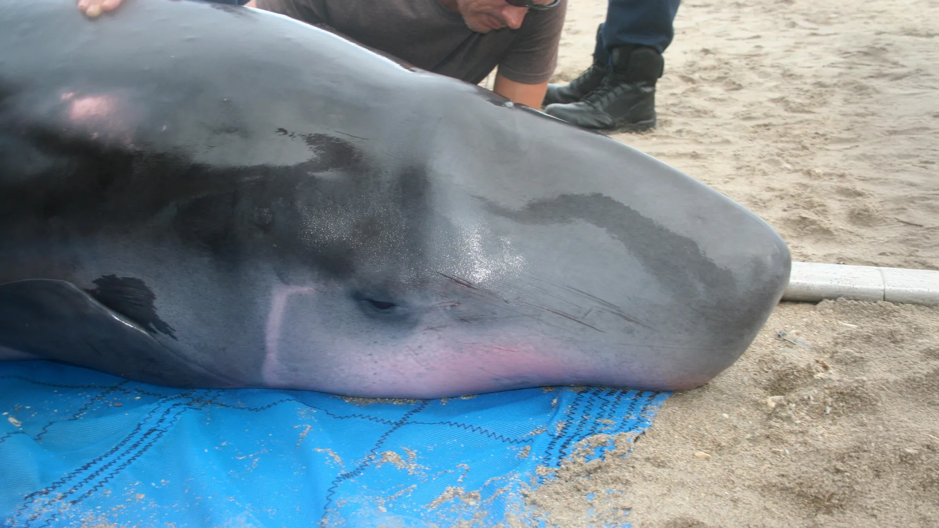 Scientists found mystery bacteria inside one of the ocean’s most elusive whales