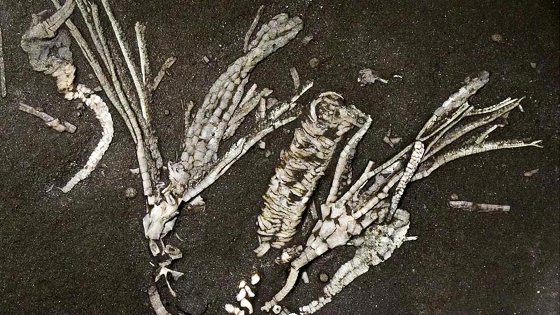 “One-in-a-million” sea creature fossil preserves soft tissue for 450 million years