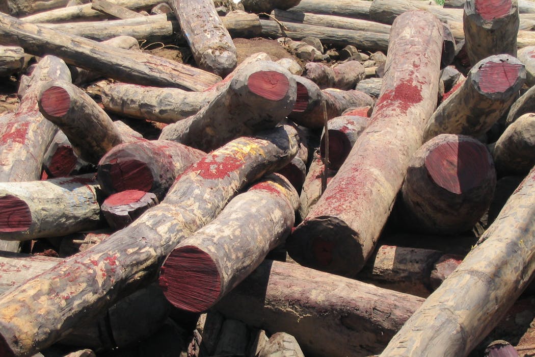 Wounaan Indigenous people have opposed illegal rosewood logging and centuries of exploitation with wisdom and beauty
