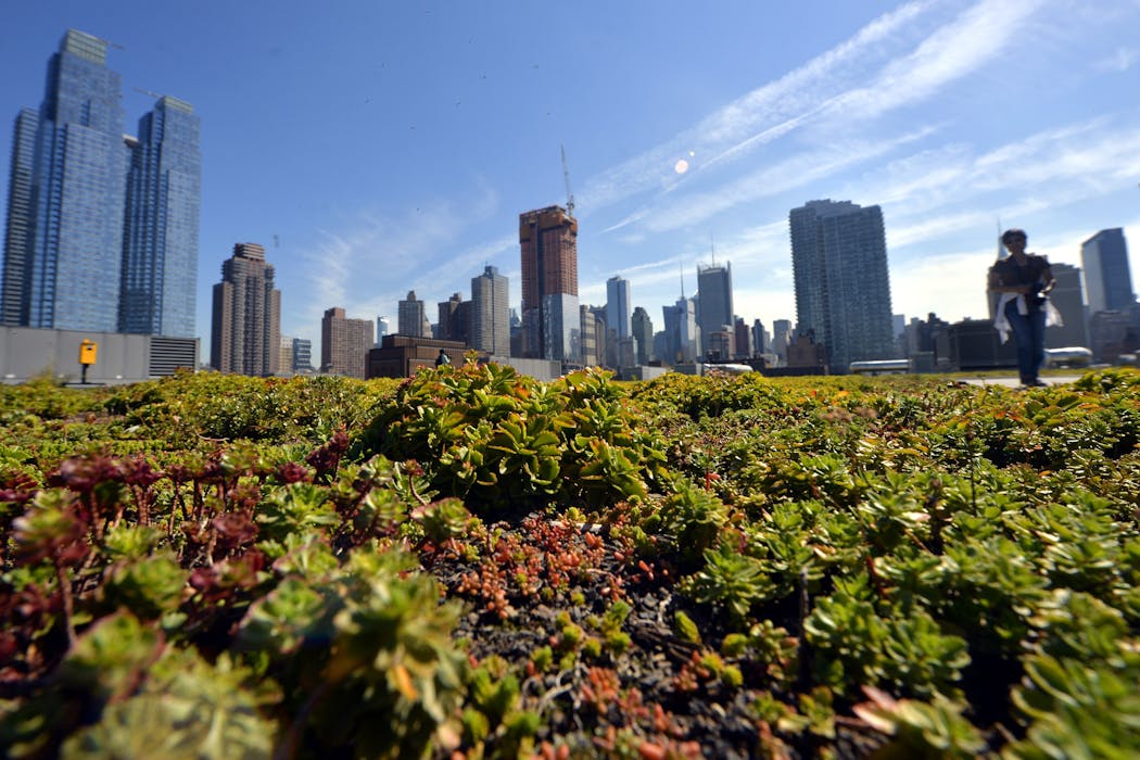 Green roofs can help cool cities in the summer heat, but building them is only the first step – many don’t survive