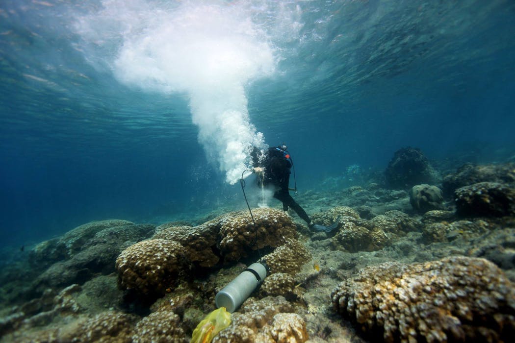 Galápagos corals show El Niño events are more extreme now than in past 1,000 years – here’s how my team made the discovery