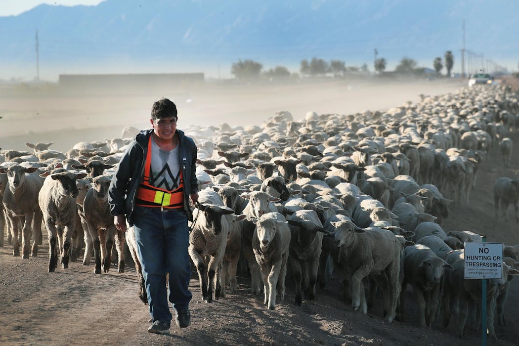 Relentless heat and drought take a toll on herders’ physical and mental health, in Kenya and the US