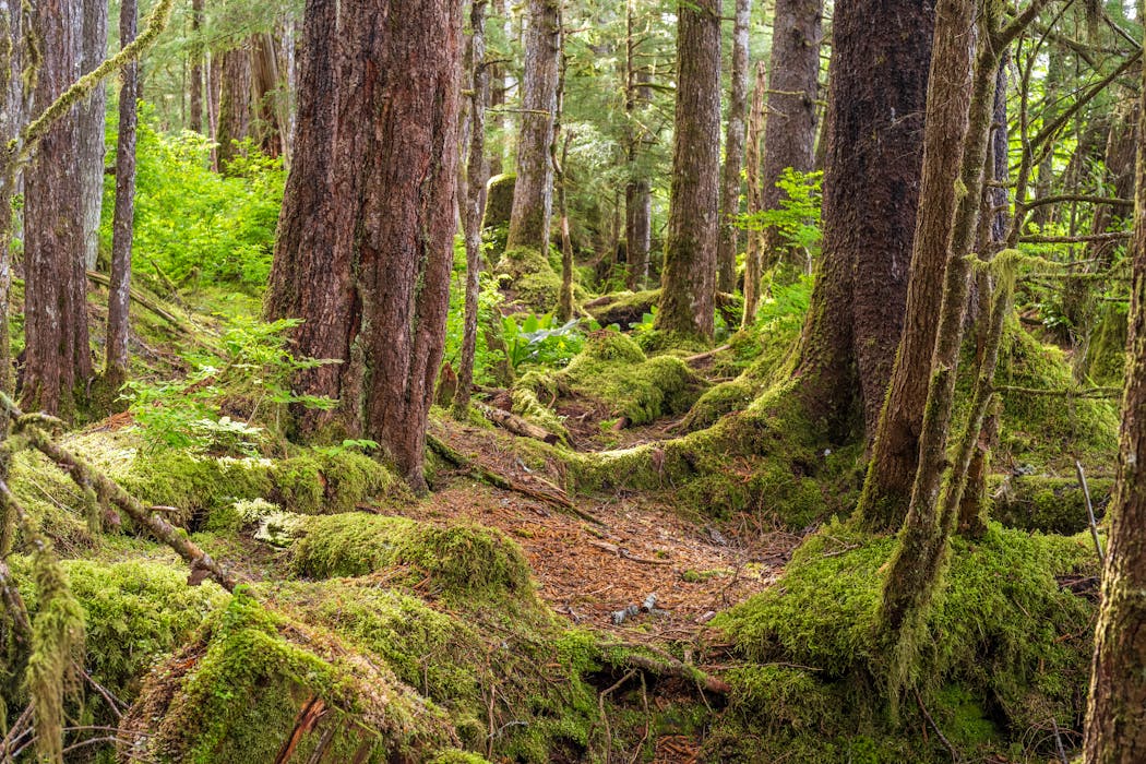 Why Trump’s plan to rescind the Roadless Rule protecting national forests will struggle in court
