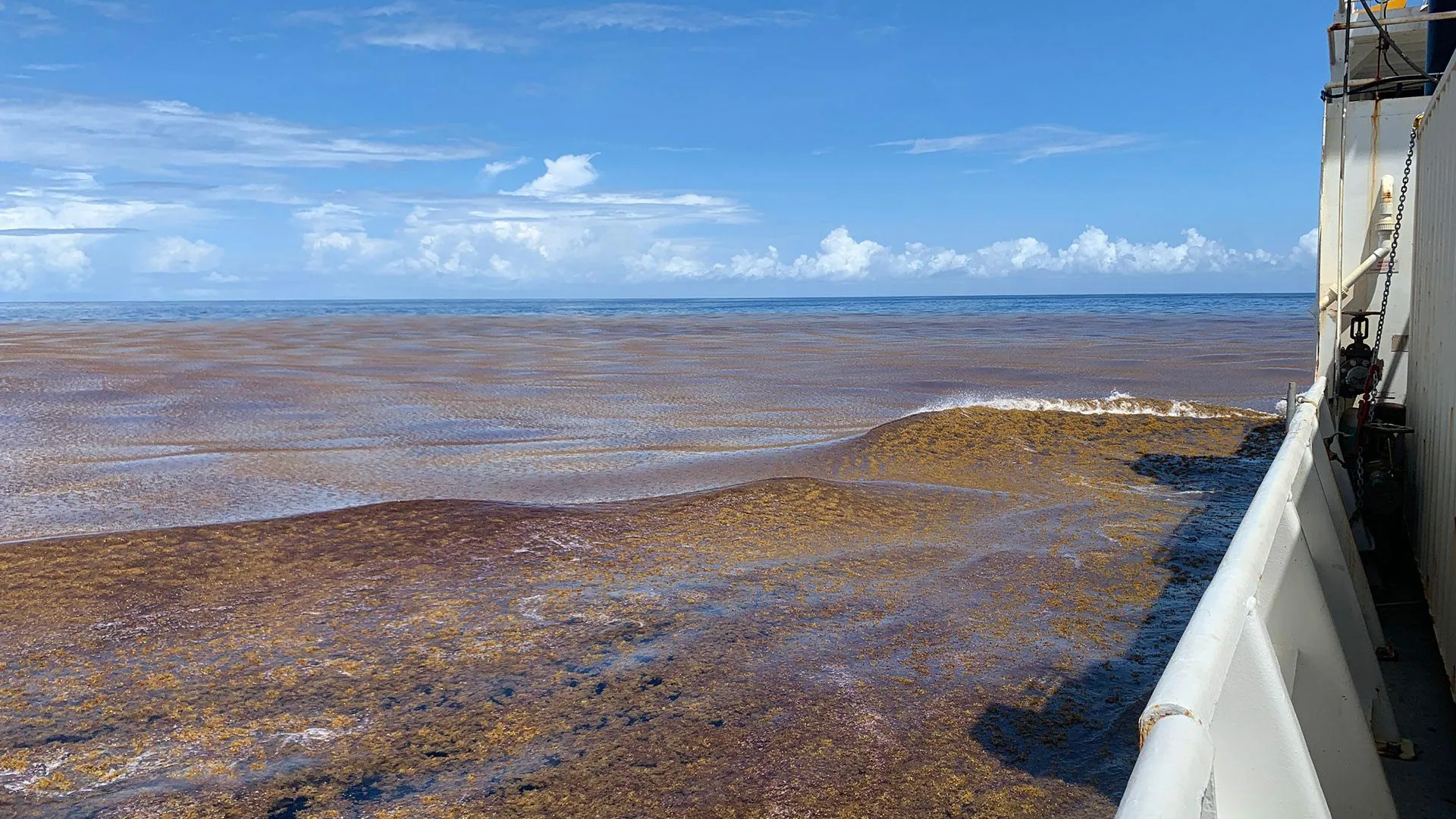 AI reveals a massive algae boom across the world’s oceans