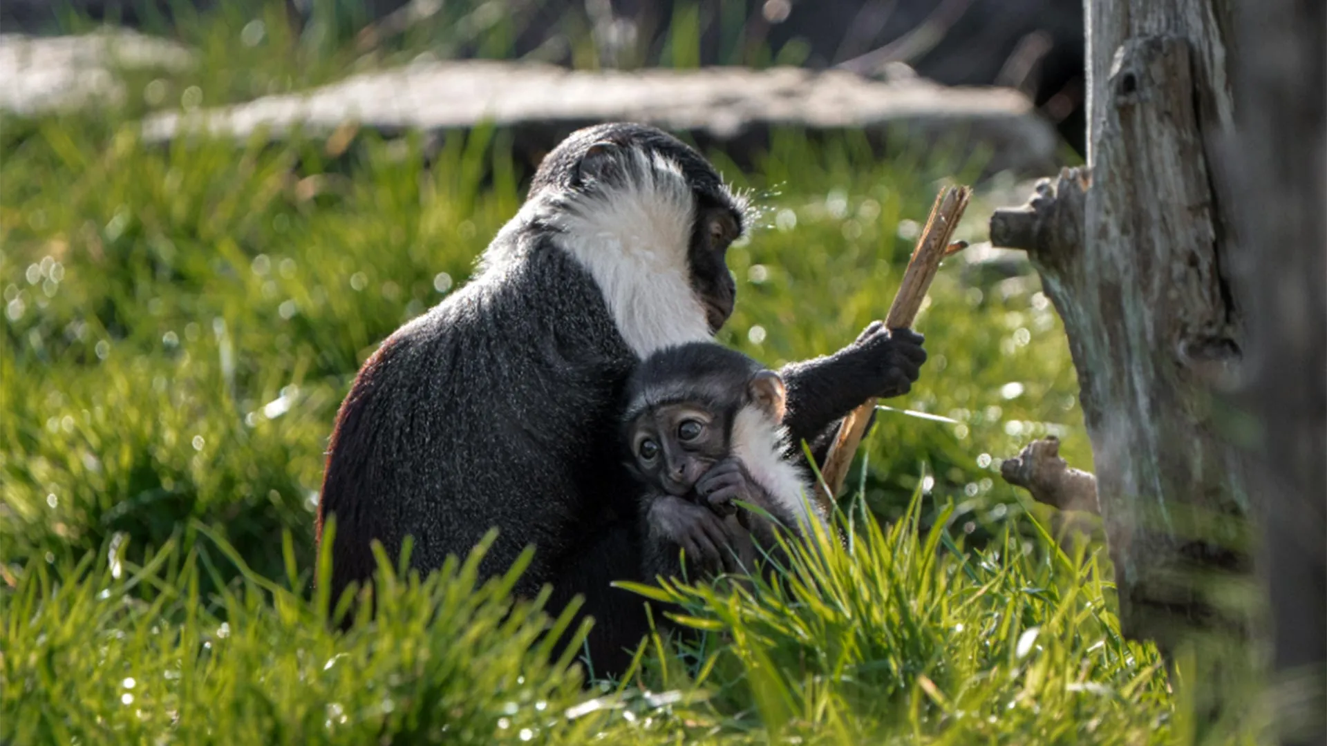 Doctors saved this rare monkey from amputation. Months later, she gave birth