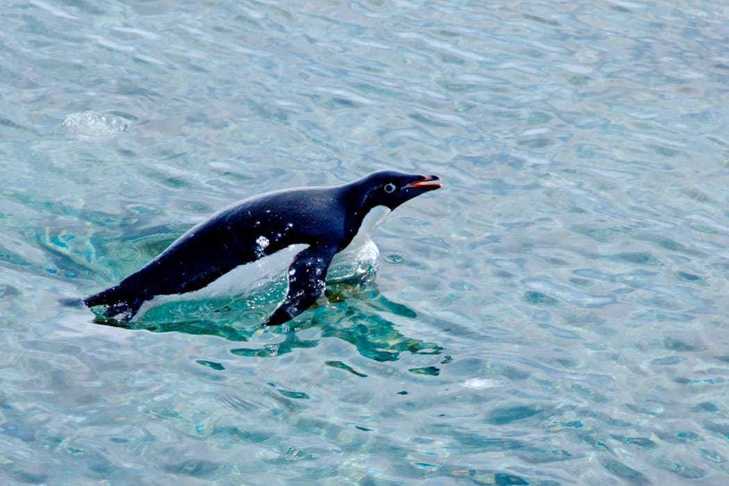 Satellite images show how penguins’ diets are changing in response to Antarctic climate change