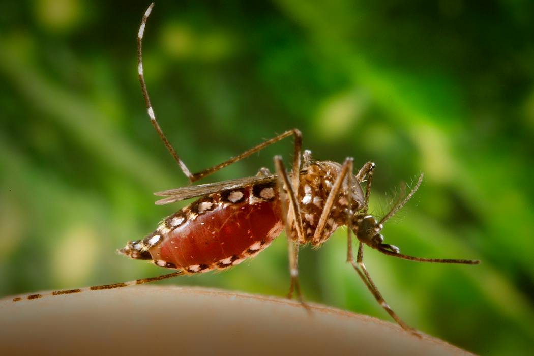 Dengue-carrying mosquitoes expand their reach into new territories – including Florida