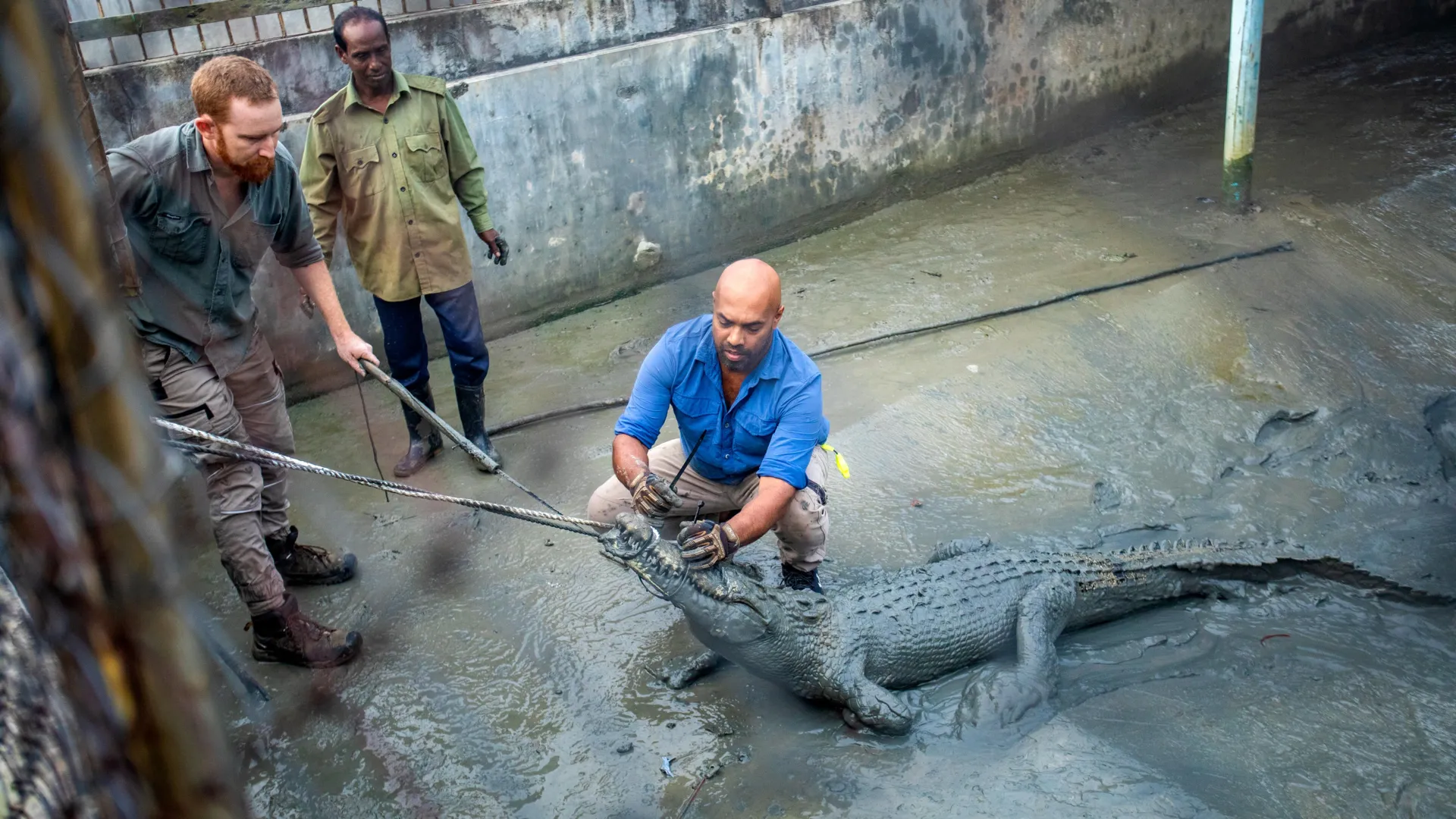 Crocodiles are famous for finding their way home. These ones didn’t