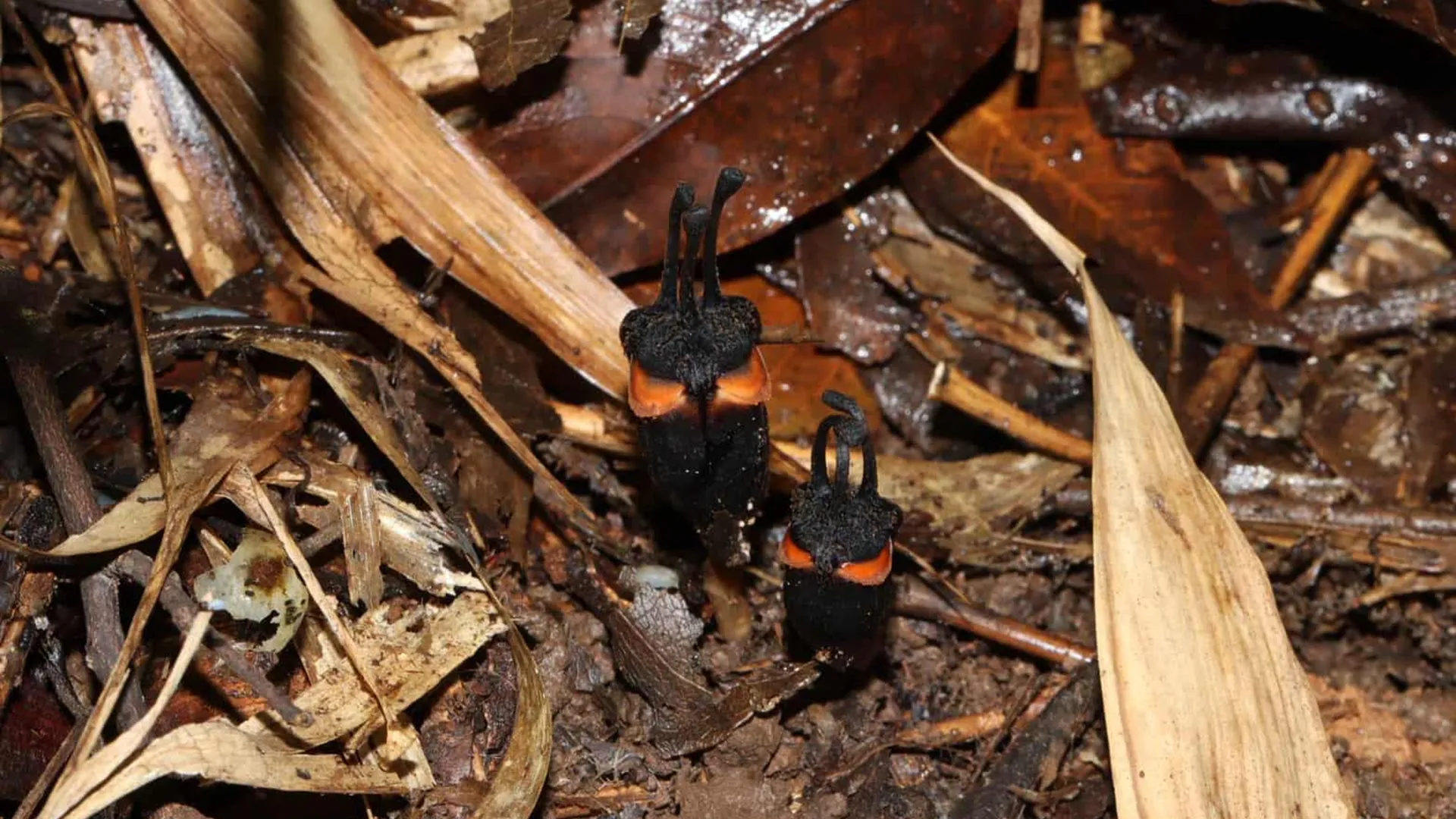 Scientists discover a bizarre “devil flower” hidden in Thailand