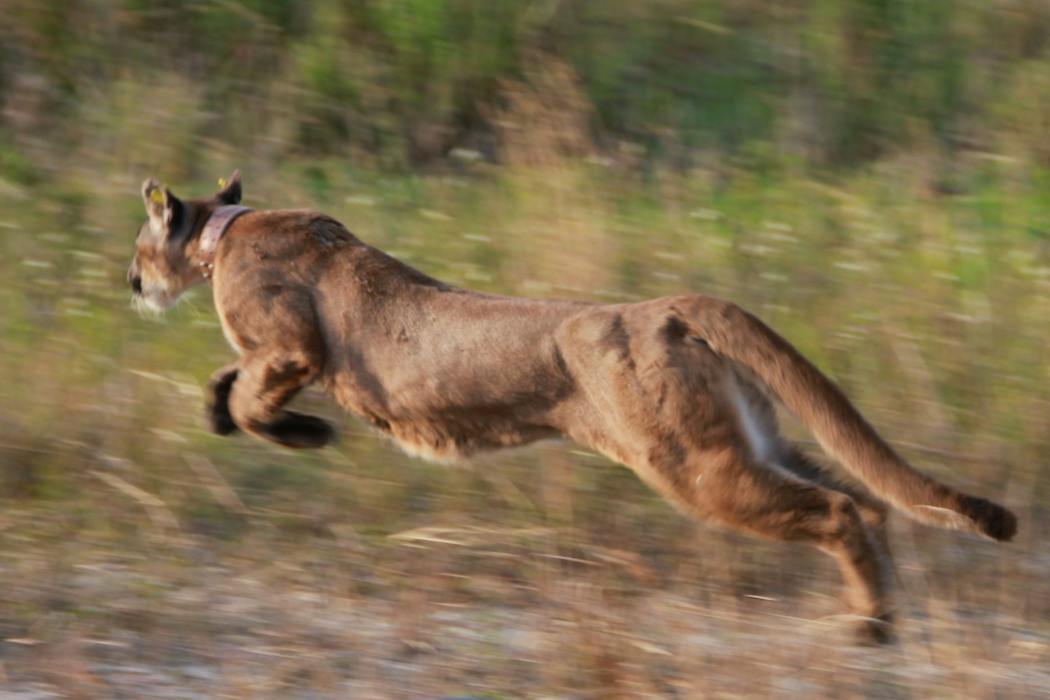 3 iconic animals show the value of the US Endangered Species Act – and the harm in stripping it away