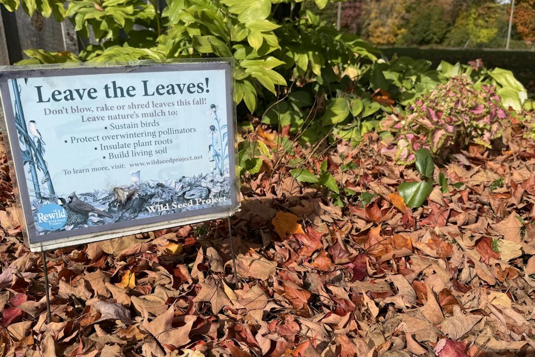 Why fall yard care could start with doing less – but not nothing