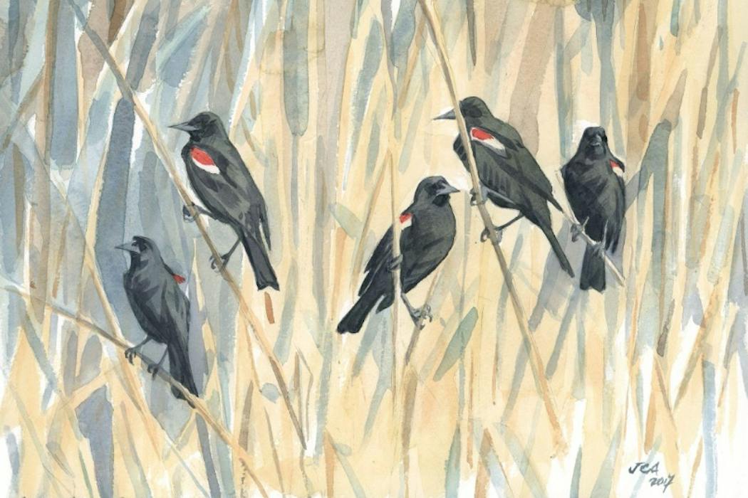 For centuries, bird migration was a mystery – a tech revolution is changing that, and could help save these amazing creatures