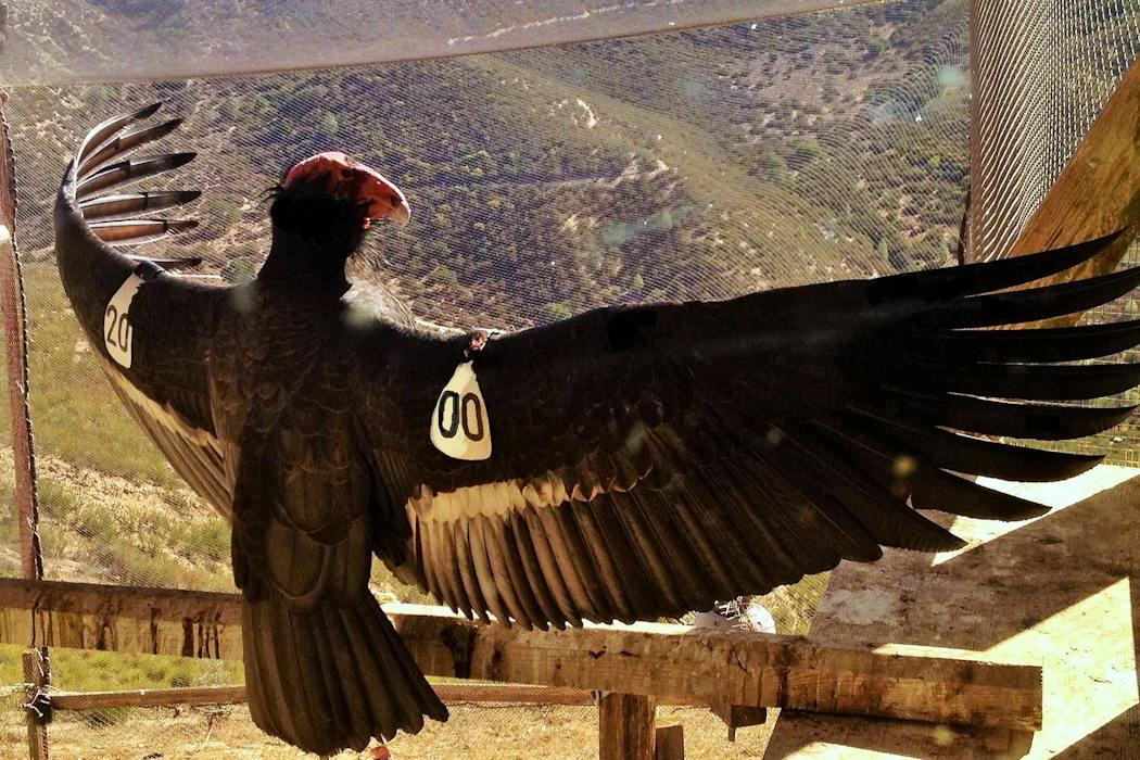 Who should have a say in which species are saved? The California condor offers lessons for a global biodiversity treaty